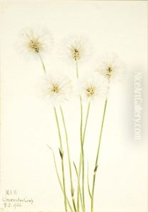 Slender Cotton-Grass (Eriophorum chamissonis)