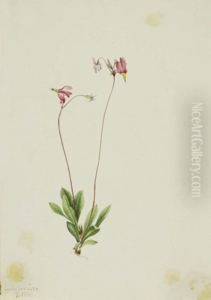 Slender Shootingstar (Dodecatheon pauciflorum) - view 1