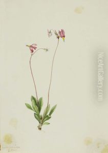 Slender Shootingstar (Dodecatheon pauciflorum)