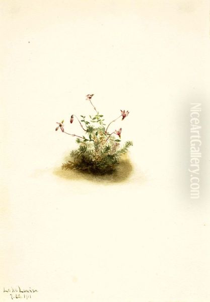 Small Cranberry (Oxycoccus palustris) - view 1