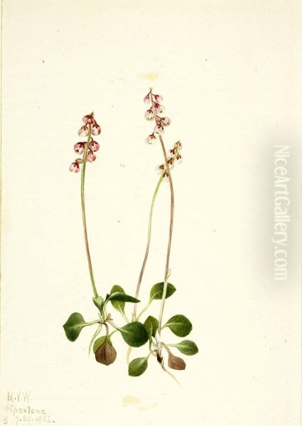 Small Pyrola (Pyrola minor) - view 1