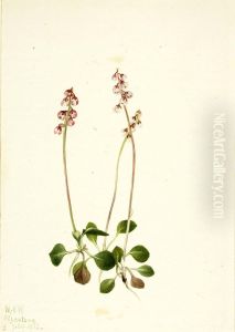Small Pyrola (Pyrola minor)