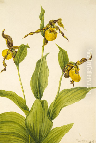 Small Yellow Ladyslipper (Cypripedium parviflorum) - view 1