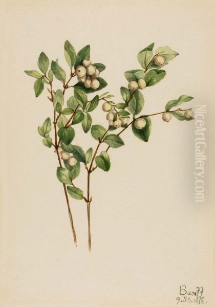 Snowberry (Symphoricarpos albus) - view 1