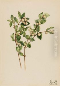 Snowberry (Symphoricarpos albus)