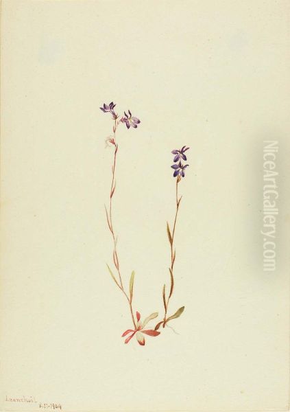 Lobelia Kalmii - view 1