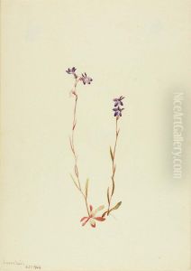 Lobelia Kalmii