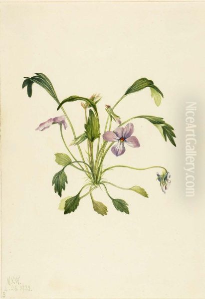 Southern Bird's Foot Violet (Viola digitata) - view 1