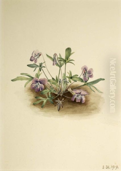 Southern Coast Violet (Viola septemloba) - view 1