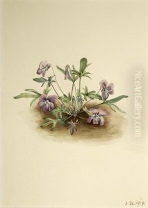 Southern Coast Violet (Viola septemloba)