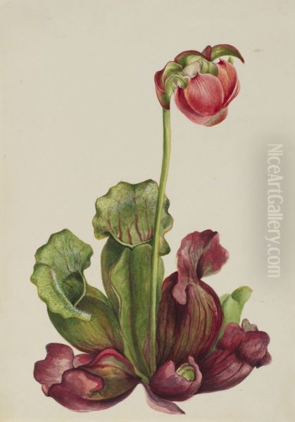 Common Pitcherplant (Sarracenia purpurea venosa) - view 1