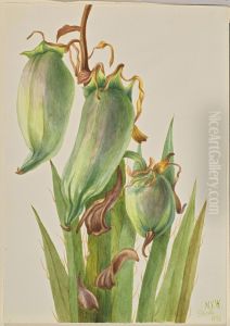 Spanish Bayonet (Yucca baccata) by Mary Vaux Walcott
