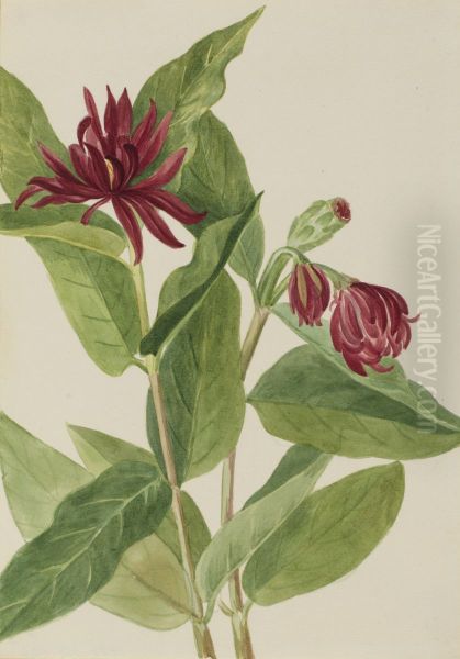 Spicebush (Calycanthus occidentalis) - view 1