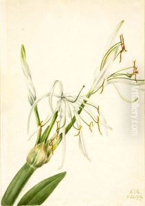 Spider Lily (Hymenocallis rotata) by Mary Vaux Walcott