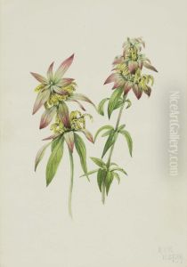 Spotted Bee Balm (Monarda punctata)