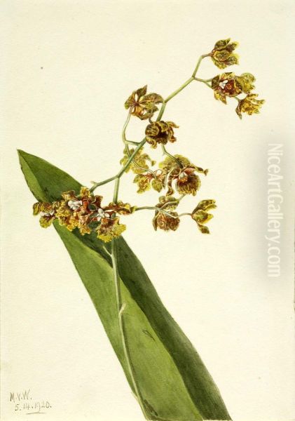 Spotted Cyrtopodium (Cyrtopodium punctatum) - view 1