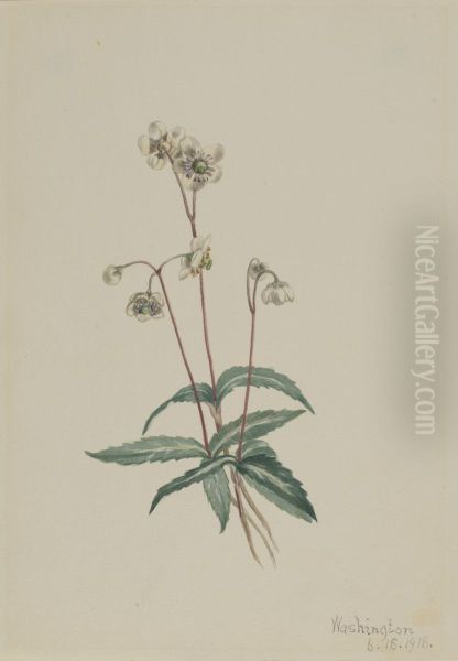 Spotted Pipsissewa (Chimaphila maculata) - view 1