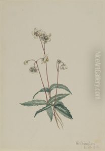 Spotted Pipsissewa (Chimaphila maculata)