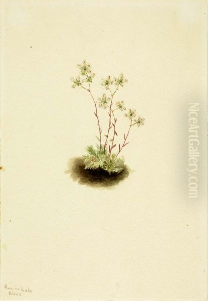 Spotted Saxifrage (Saxifraga bronchialis) - view 1