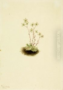 Spotted Saxifrage (Saxifraga bronchialis) by Mary Vaux Walcott