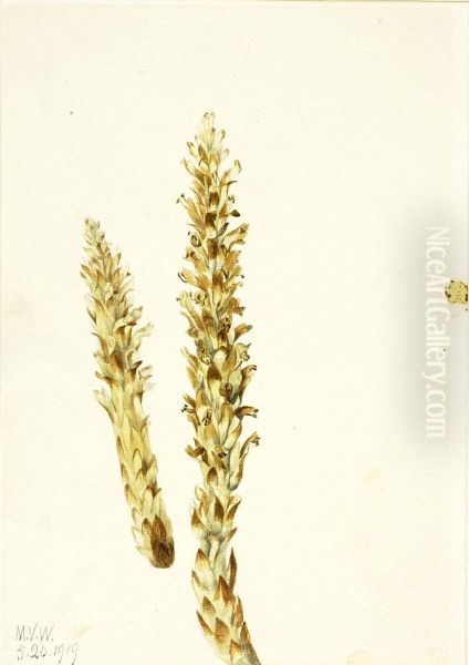 Squawroot (Conopholis americana) - view 1