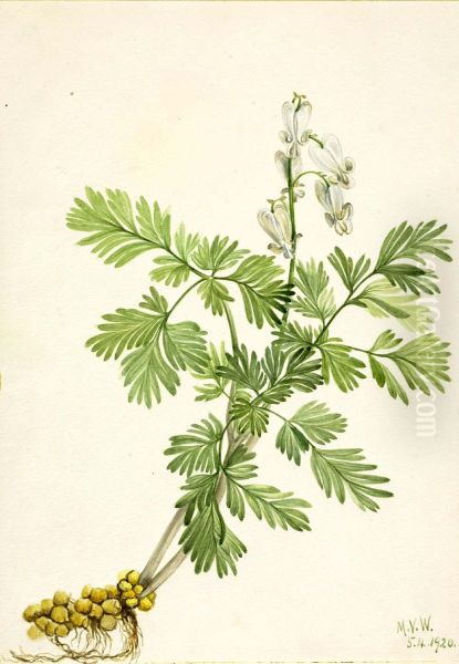 Squirrel Corn (Bikukulla canadensis) - view 1