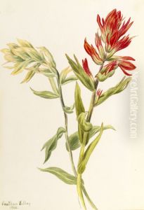 Stachys palustria by Mary Vaux Walcott