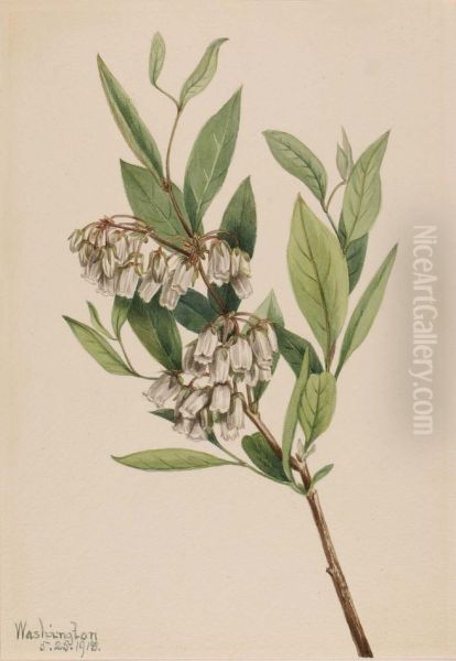 Stagger-Bush (Pieris mariana) - view 1