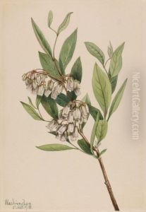 Stagger-Bush (Pieris mariana)