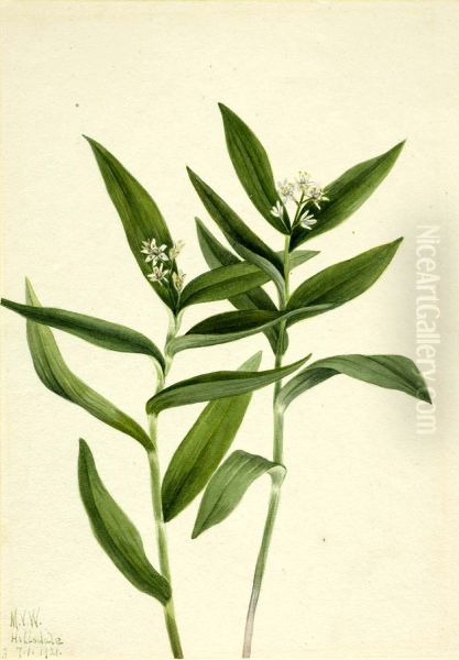 Star Solomonplume (Vagnera stellata) - view 1