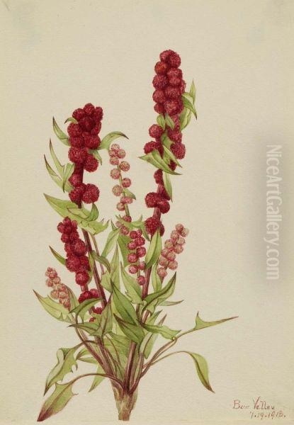 Strawberry-Blite (Chenopodium capitatum) - view 1