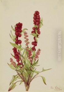 Strawberry-Blite (Chenopodium capitatum) by Mary Vaux Walcott