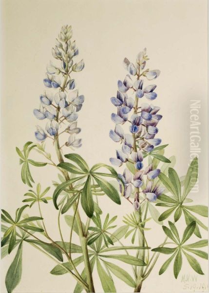 Sun Dial Lupine (Lupinus perennis) - view 1