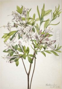 Swamp Azalea (Azalea viscosa)