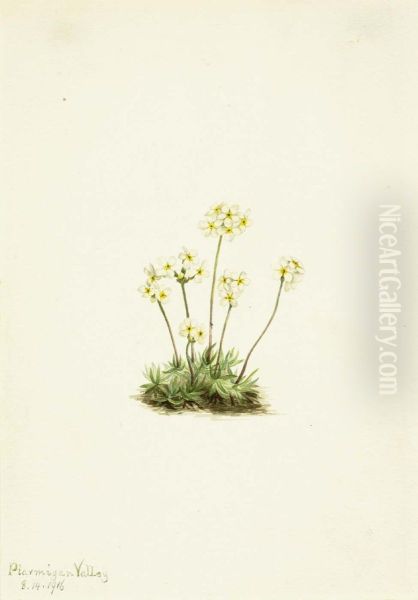 Sweet Androsace (Androsace carinata) - view 1