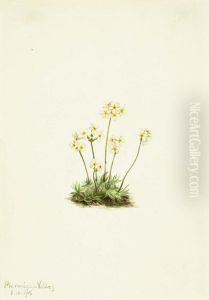 Sweet Androsace (Androsace carinata) by Mary Vaux Walcott