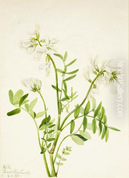 Sweetvetch (Hedysarum mackenzii) - view 1