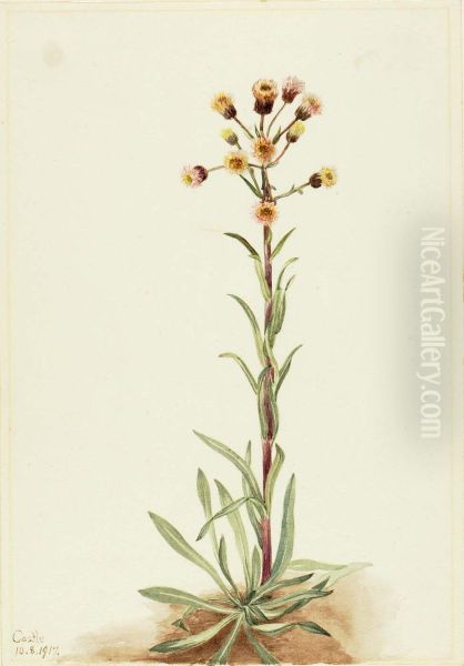 Tall Fleabane (Erigeron acris) - view 1