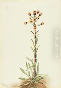 Tall Fleabane (Erigeron acris) by Mary Vaux Walcott