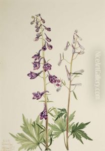 Tall Larkspur (Delphinium elongatum)