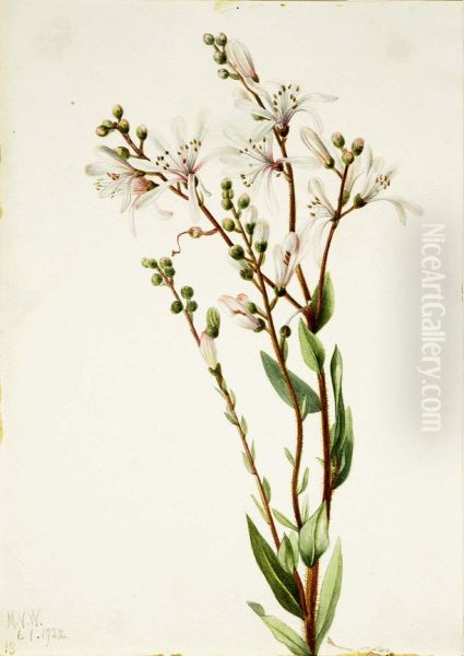 Tarflower (Befaria racemosa) - view 1