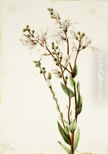 Tarflower (Befaria racemosa)