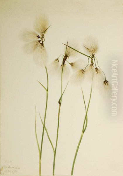 Tassel Cottongrass (Eriophorum angustifolium) - view 1