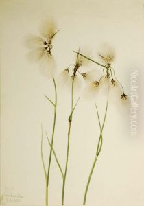 Tassel Cottongrass (Eriophorum angustifolium) by Mary Vaux Walcott