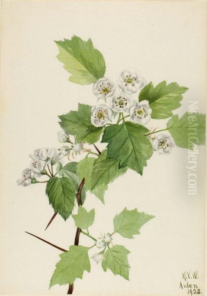 Thicket Hawthorn (Crataegus coccinea) - view 1