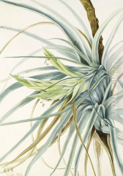 Wild Pineapple (Tillandsia fasciculata) - view 1