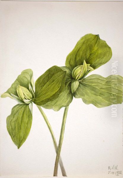 Toad Trillium (Trillium sessile) - view 1