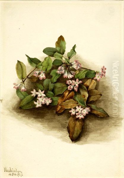 Trailing Arbutus (Epigaea repens) - view 1