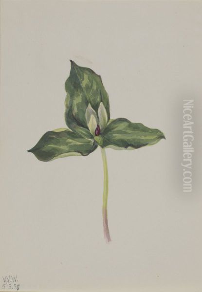 Trillium discolor - view 1