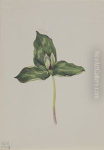 Trillium discolor